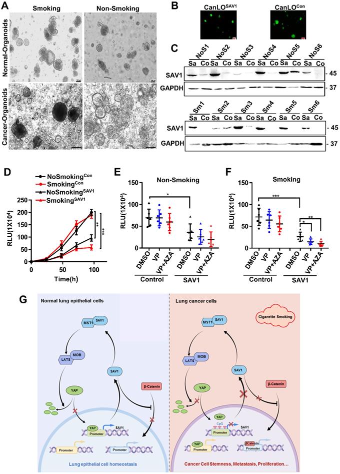 Int J Biol Sci Image