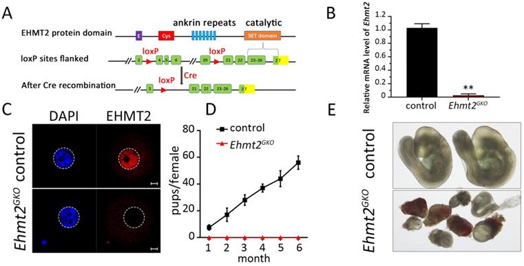 Int J Biol Sci Image