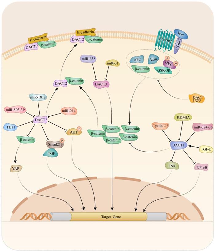 Int J Biol Sci Image