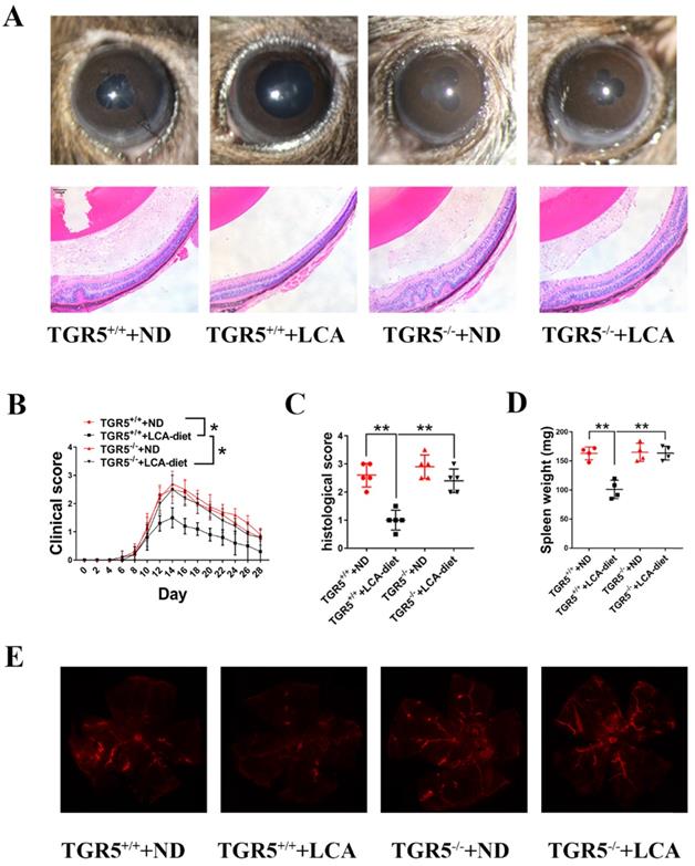 Int J Biol Sci Image