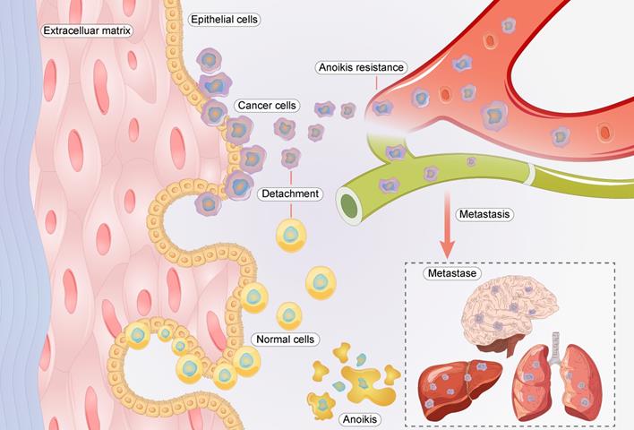 Int J Biol Sci Image