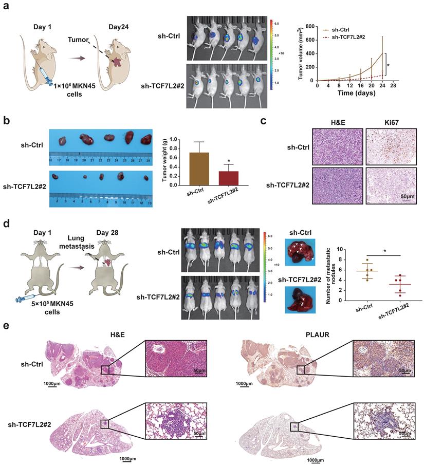 Int J Biol Sci Image