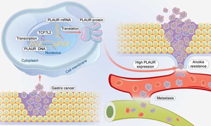 Int J Biol Sci Image