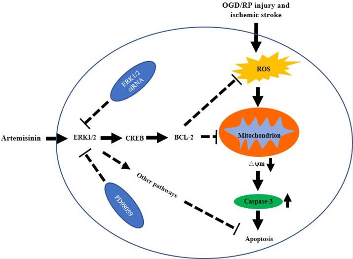 Int J Biol Sci Image