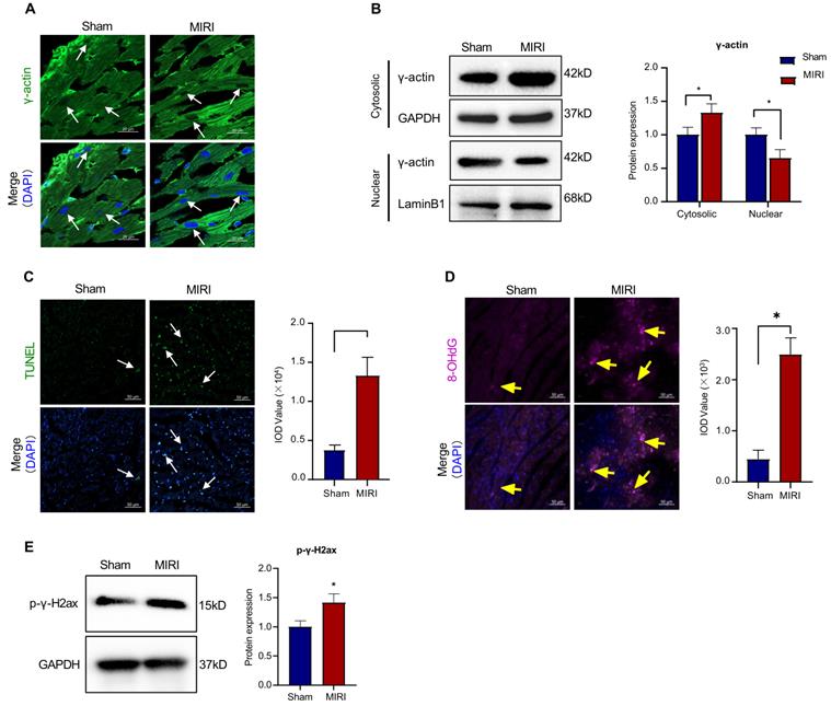 Int J Biol Sci Image