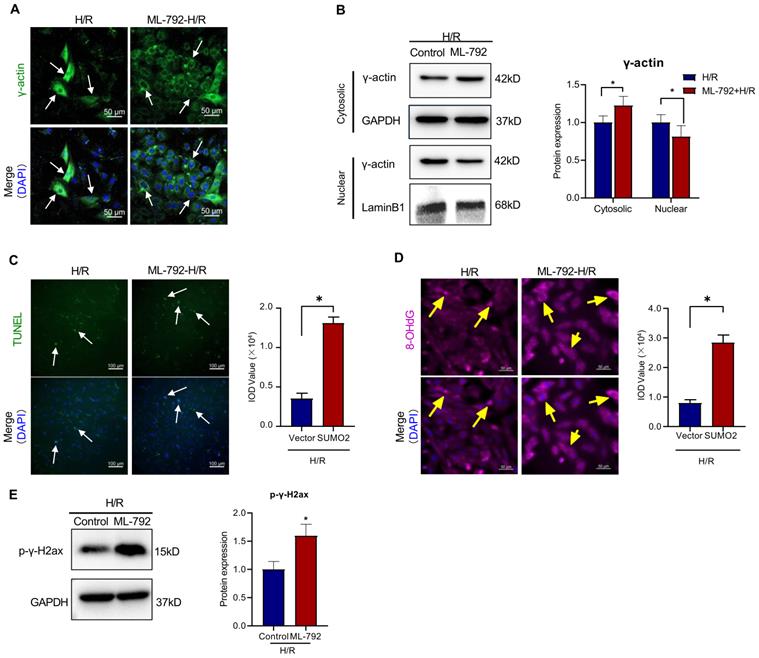 Int J Biol Sci Image