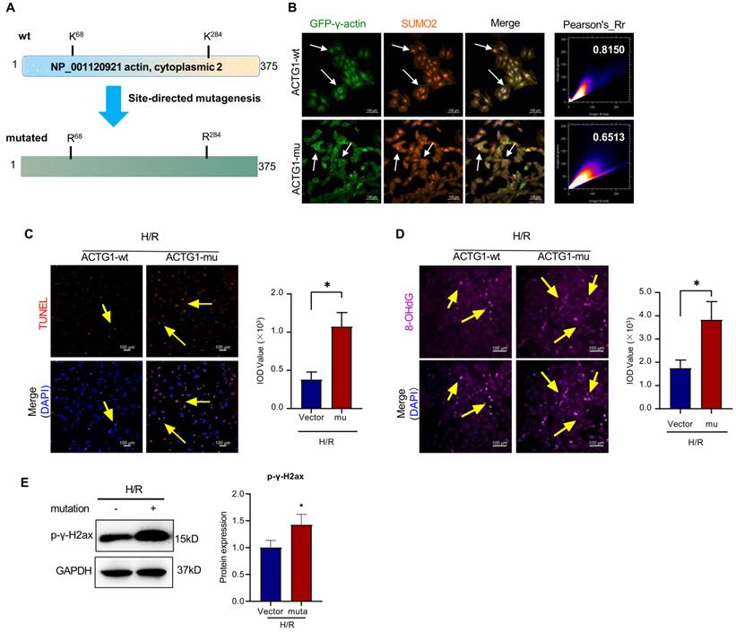 Int J Biol Sci Image