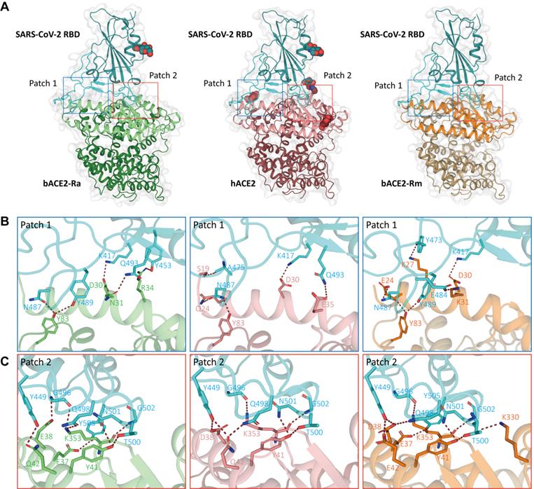 Int J Biol Sci Image