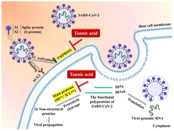 Int J Biol Sci Image