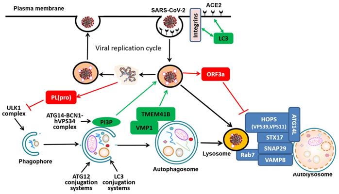 Int J Biol Sci Image