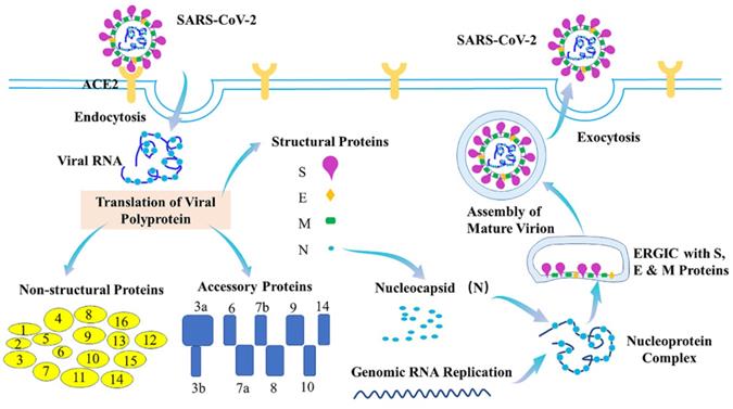 Int J Biol Sci Image