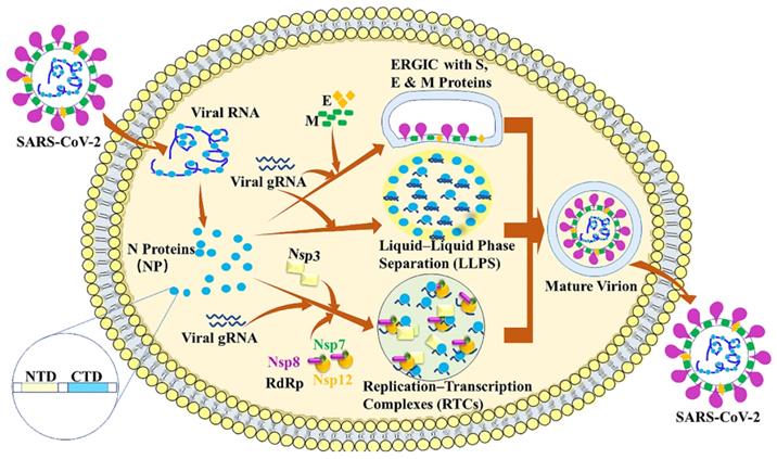 Int J Biol Sci Image