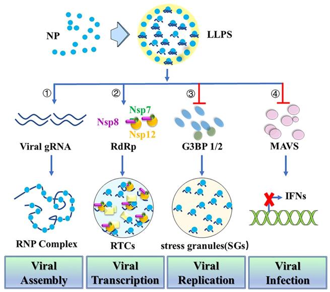 Int J Biol Sci Image