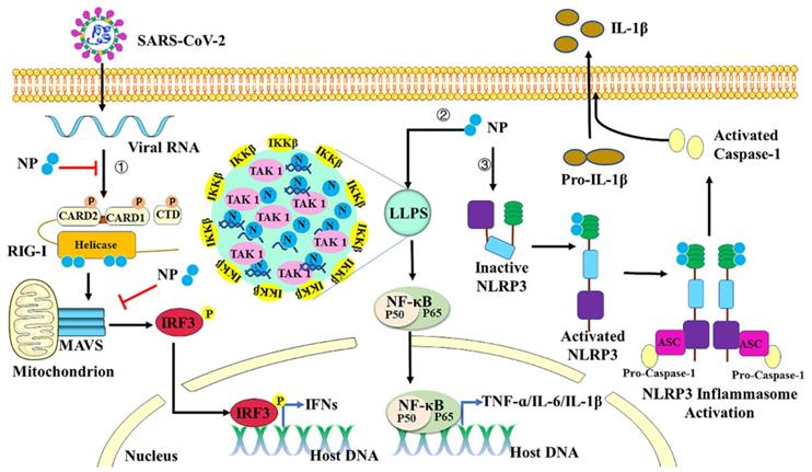 Int J Biol Sci Image