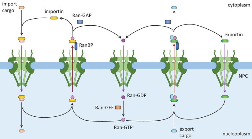 Int J Biol Sci Image