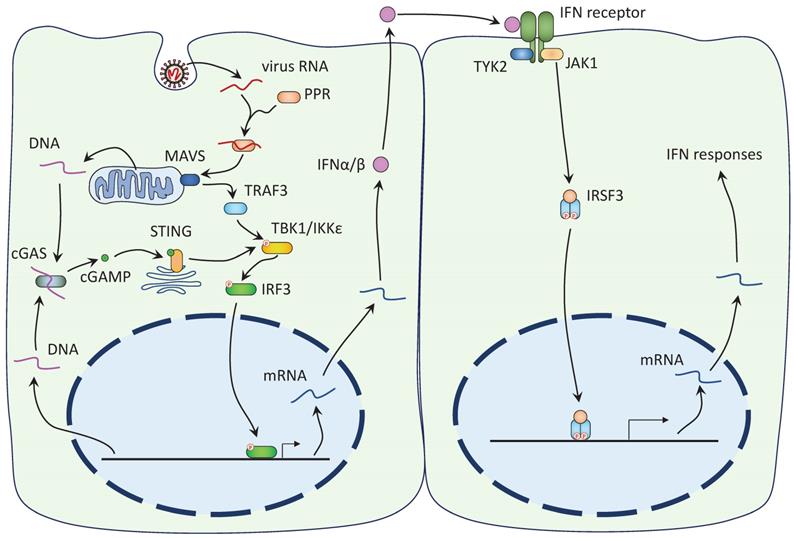 Int J Biol Sci Image