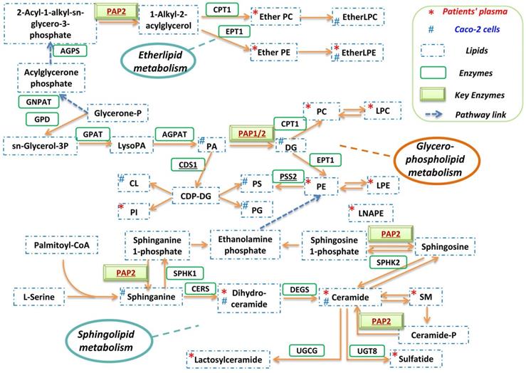 Int J Biol Sci Image