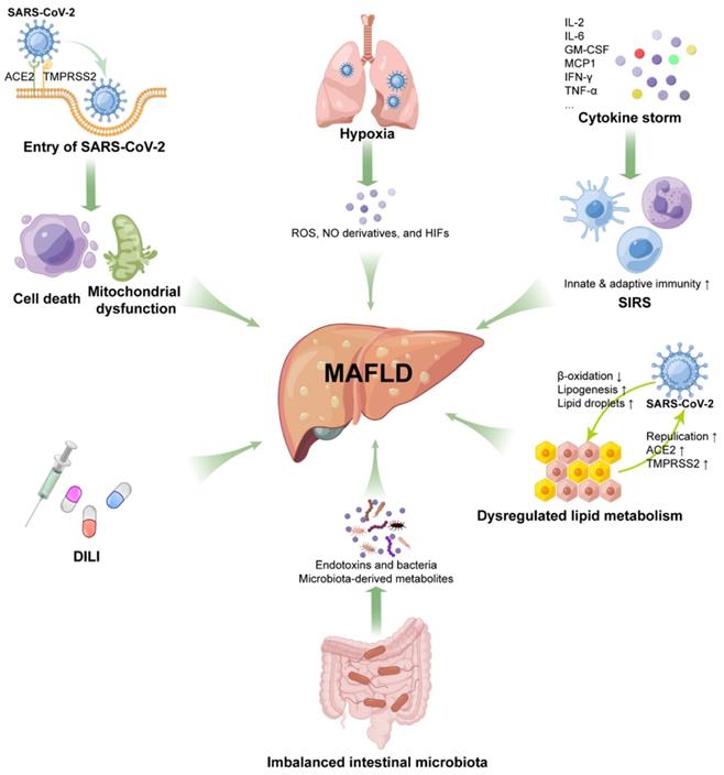 Int J Biol Sci Image