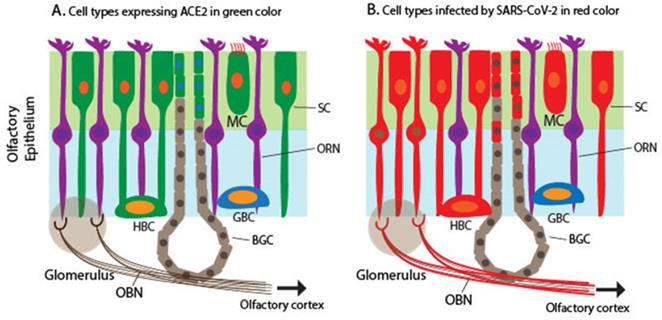 Int J Biol Sci Image