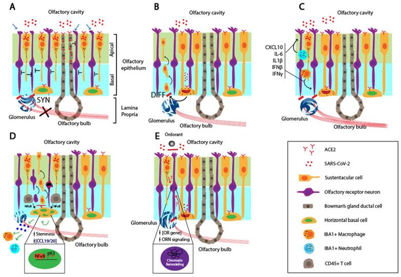 Int J Biol Sci Image