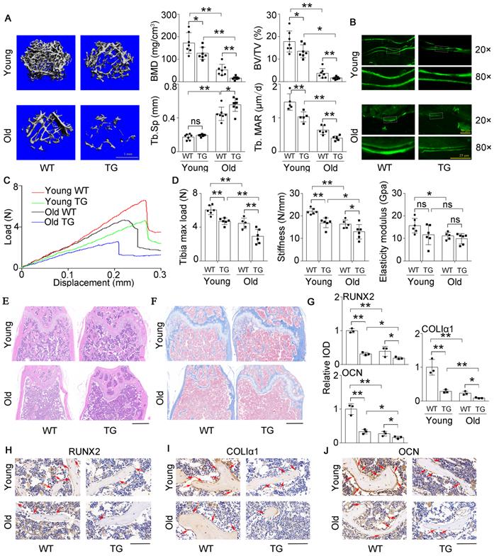 Int J Biol Sci Image