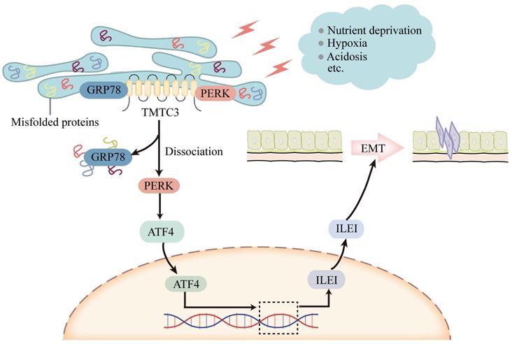 Int J Biol Sci Image