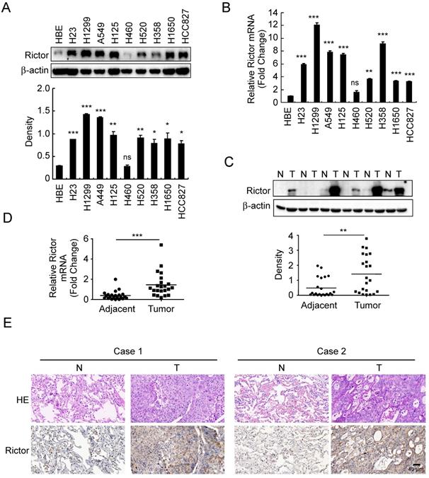 Int J Biol Sci Image