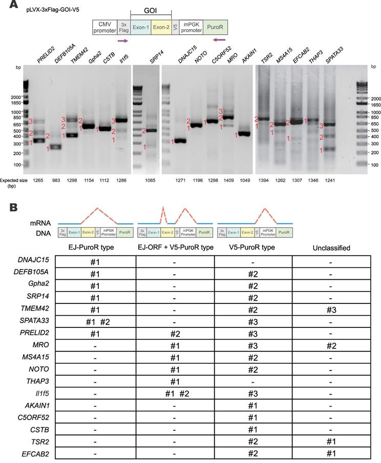 Int J Biol Sci Image