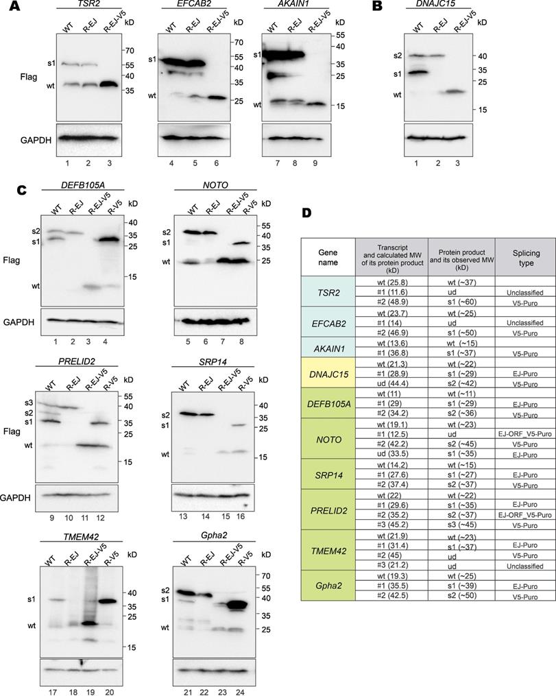 Int J Biol Sci Image