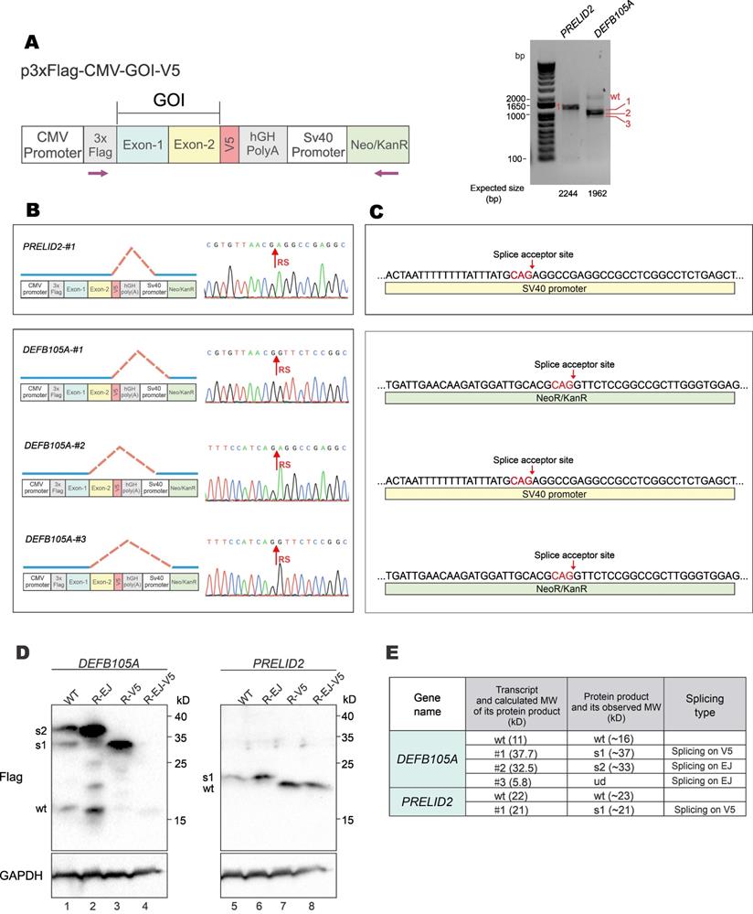 Int J Biol Sci Image