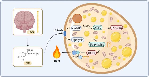 Int J Biol Sci Image