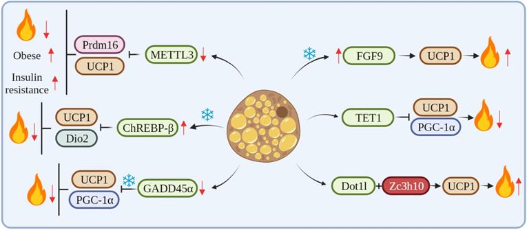 Int J Biol Sci Image