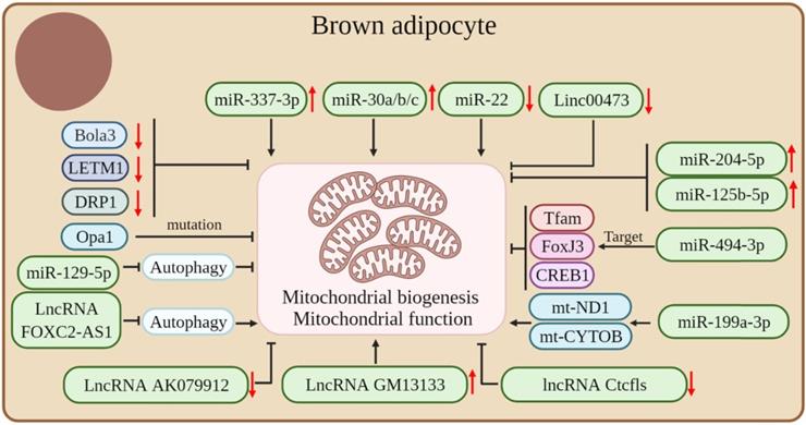 Int J Biol Sci Image