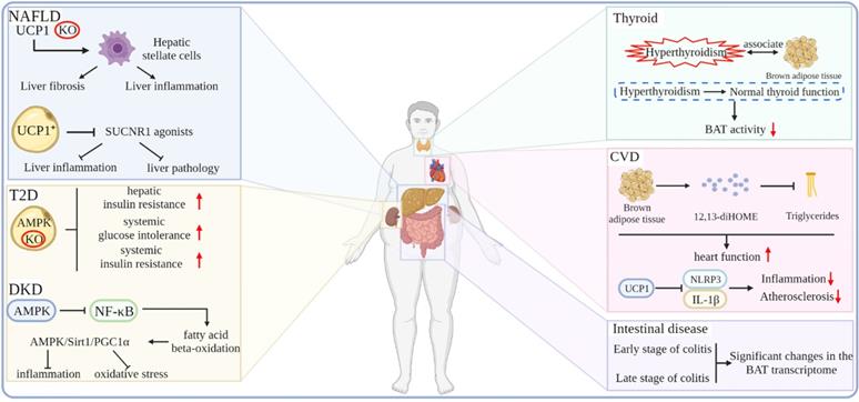 Int J Biol Sci Image