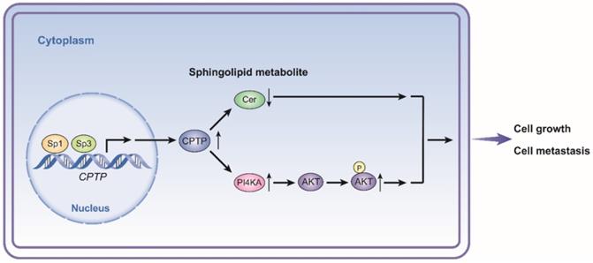 Int J Biol Sci Image