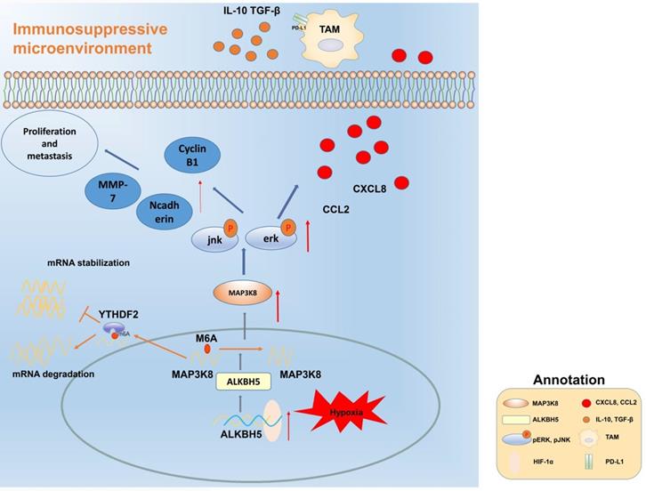 Int J Biol Sci Image