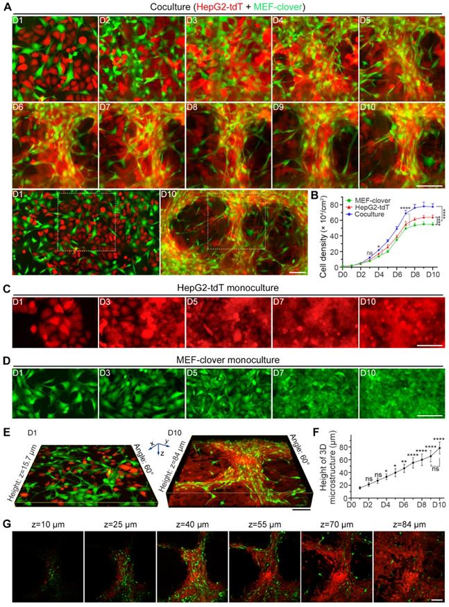 Int J Biol Sci Image