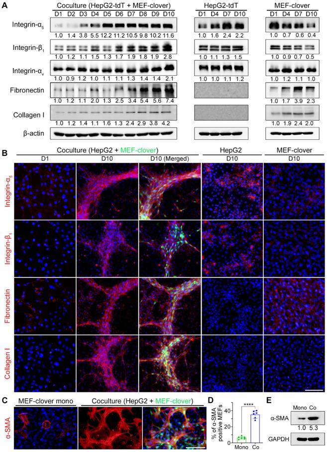 Int J Biol Sci Image