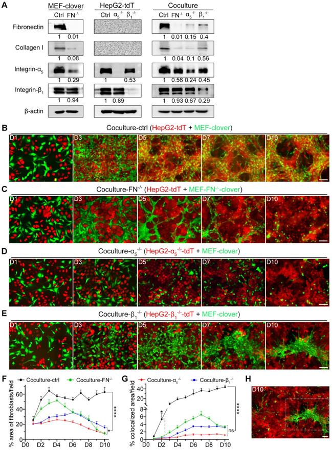 Int J Biol Sci Image