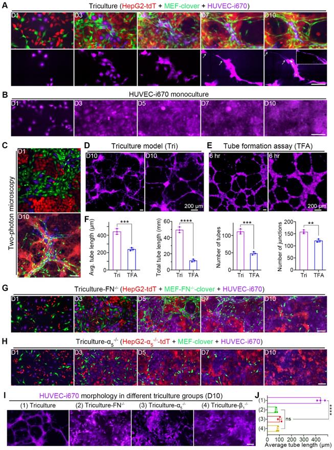 Int J Biol Sci Image