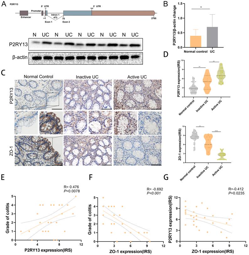 Int J Biol Sci Image