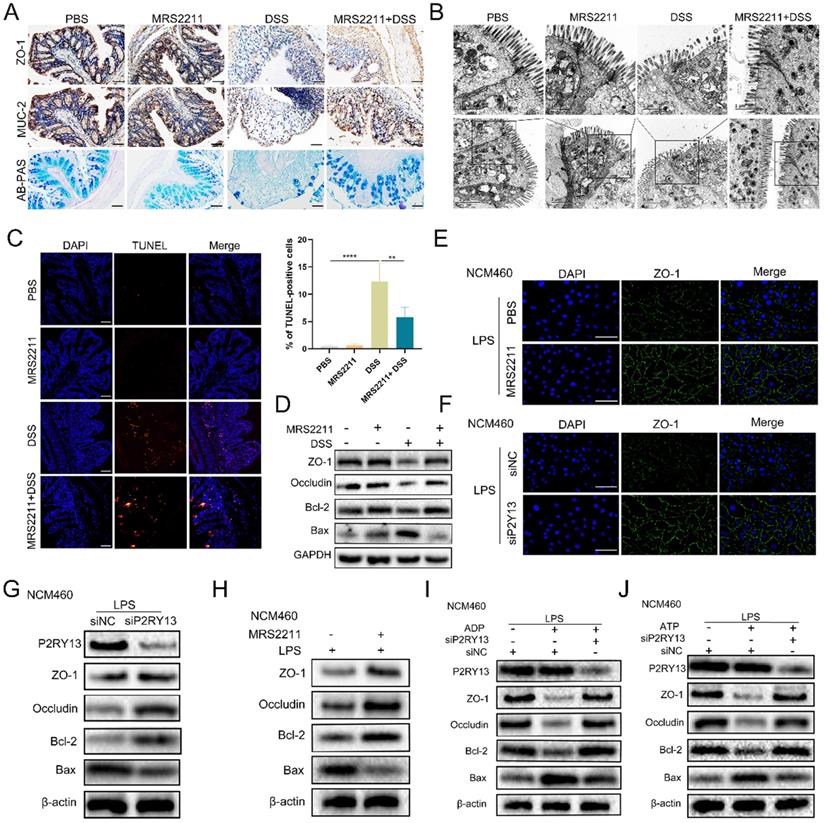 Int J Biol Sci Image