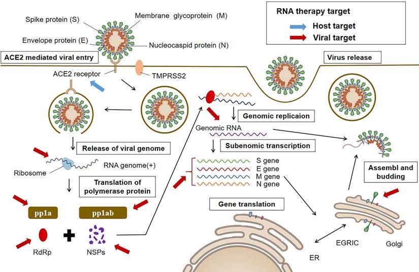 Int J Biol Sci Image