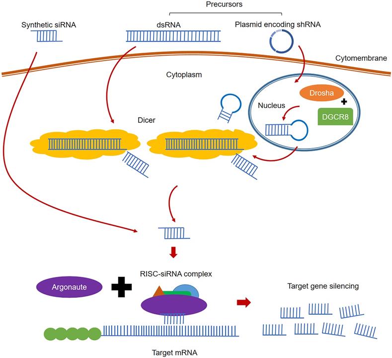 Int J Biol Sci Image