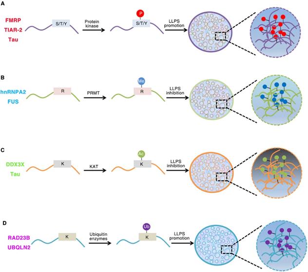 Int J Biol Sci Image