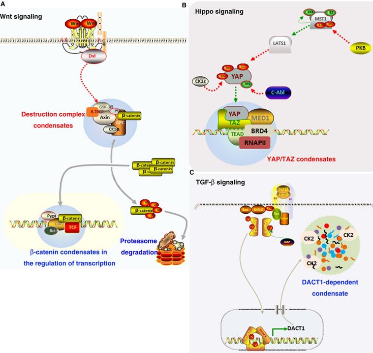 Int J Biol Sci Image