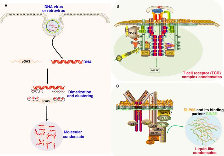 Int J Biol Sci Image