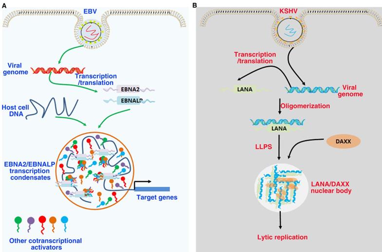 Int J Biol Sci Image