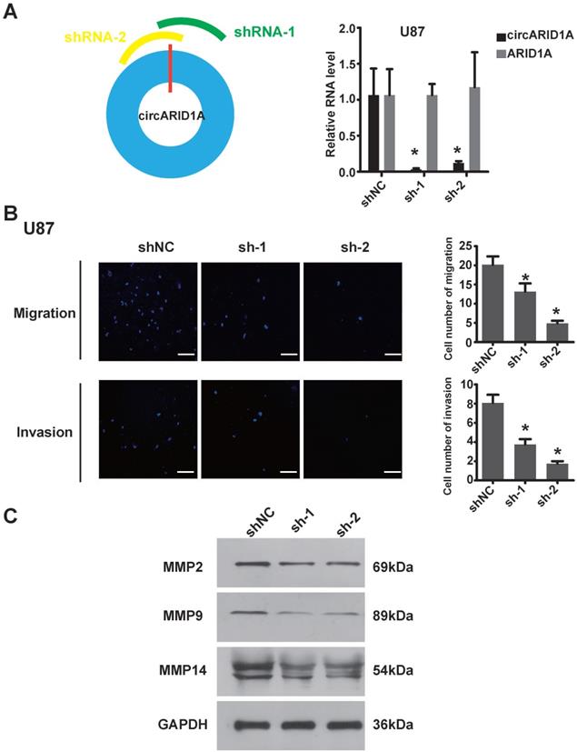 Int J Biol Sci Image