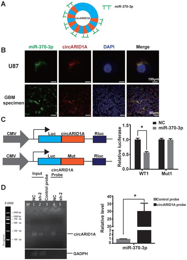 Int J Biol Sci Image